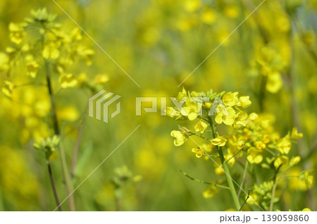 いつか見た菜の花畑 いつか見た菜の花畑 139059860