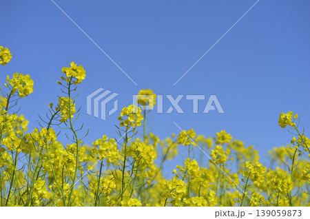 青空の元で見た菜の花 青空の元で見た菜の花 139059873