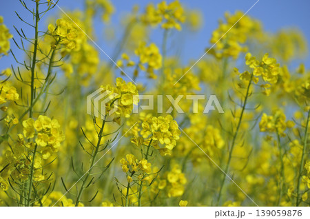 青空の元で見た菜の花 139059876