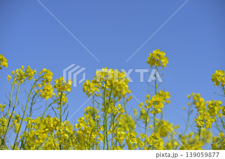 青空の元で見た菜の花 青空の元で見た菜の花 139059877