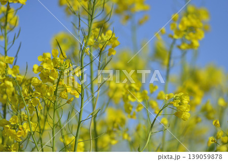青空の元で見た菜の花 青空の元で見た菜の花 139059878