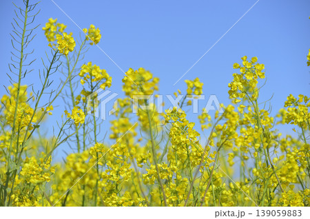 青空の元で見た菜の花 青空の元で見た菜の花 139059883
