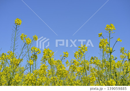 青空の元で見た菜の花 139059885