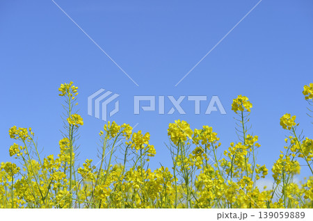 青空の元で見た菜の花 139059889