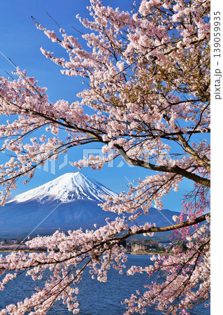 日本の春　富士山と桜 139059935