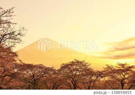 夜明けの富士山と春の桜並木 夜明けの富士山と春の桜並木 139059955