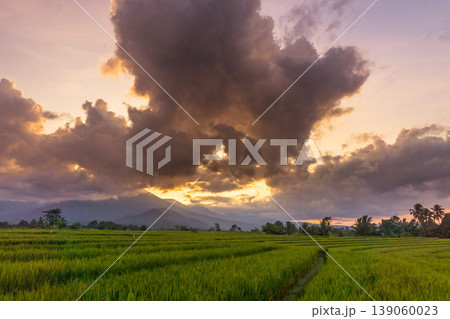 Beautiful morning view in Indonesia, panoramic landscape of rice fields with mountain ranges and clear sky Beautiful morning view in Indonesia, panoramic landscape of rice fields with mountain ranges and clear sky 139060023