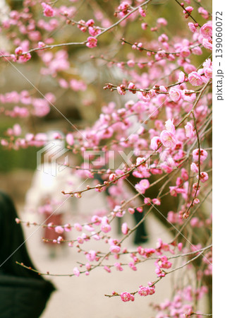 しだれ梅の花と春のぼけ背景 plum blossom photo しだれ梅の花と春のぼけ背景 plum blossom photo 139060072