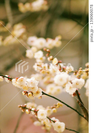 白梅と石像のぼけ背景、春の和風景 plum blossom 白梅と石像のぼけ背景、春の和風景 plum blossom 139060078