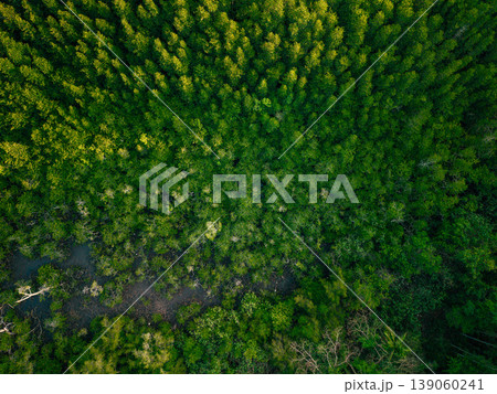 Aerial top-down view of a dense, lush green mangrove forest ecosystem. 139060241