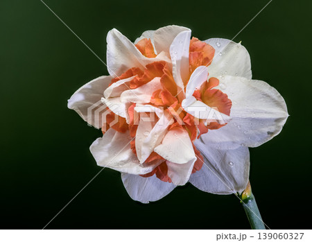 Double White And Orange Narcissus Flower On Dark Green Background Double White And Orange Narcissus Flower On Dark Green Background 139060327