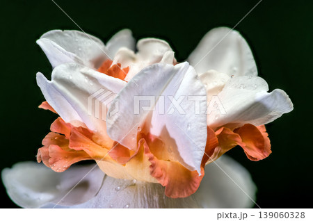 Double White And Orange Narcissus Flower On Dark Green Background Double White And Orange Narcissus Flower On Dark Green Background 139060328