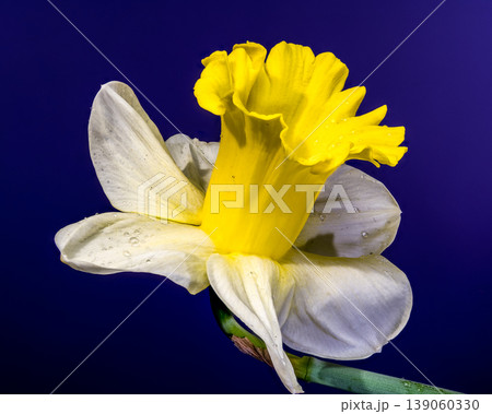 Vibrant Yellow Narcissus Flower With Water Drops On Blue Background Vibrant Yellow Narcissus Flower With Water Drops On Blue Background 139060330
