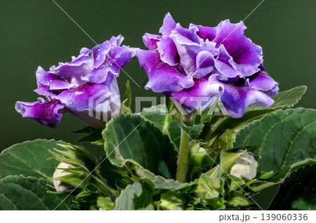 Two purple velvet Gloxinia flowers with buds and green leaves Two purple velvet Gloxinia flowers with buds and green leaves 139060336