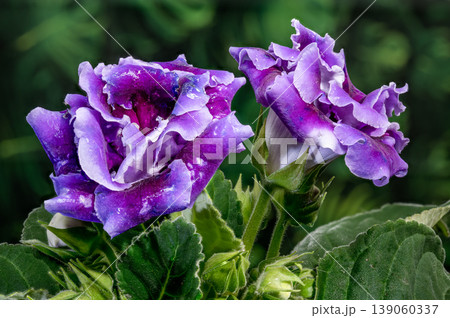 Close up of purple velvet Gloxinia flowers with green leaves 139060337