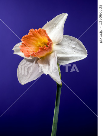 White And Orange Narcissus Flower With Water Drops On Blue Background 139060338