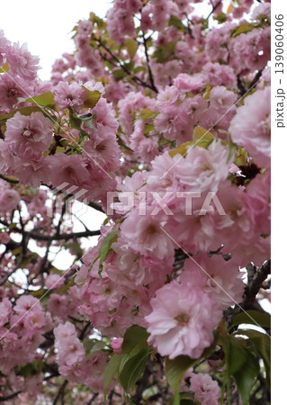 桜 春 桜前線 四季 お花見 春休み ピンク 大阪 桜 春 桜前線 四季 お花見 春休み ピンク 大阪 139060406