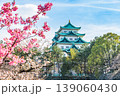 名古屋城天守と満開の桜 139060430