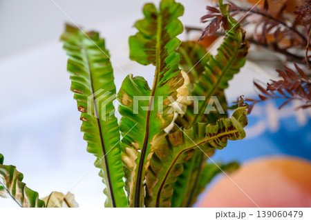 斑入りのシダ植物の葉 斑入りのシダ植物の葉 139060479