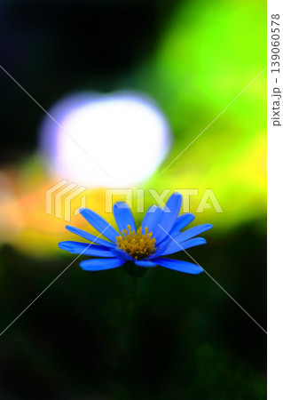 青いブルーデイジーの花 青いブルーデイジーの花 139060578