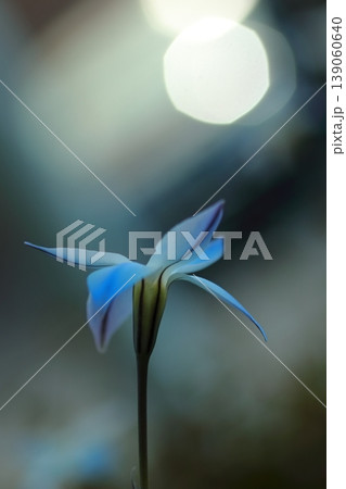 空に向かって咲く一輪のハナニラの花 139060640