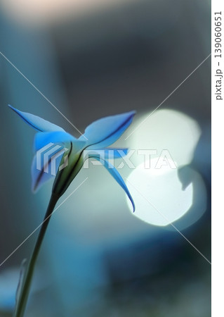 光を浴びて輝く青いハナニラの花 139060651