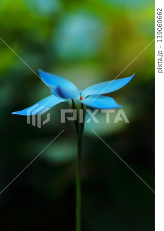 可憐なハナニラの花 139060662