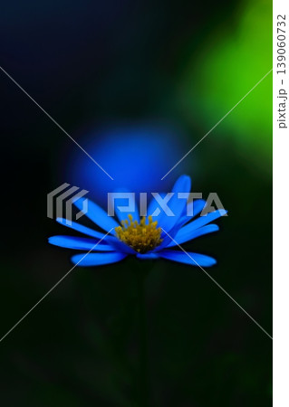 青いブルーデイジーの花 青いブルーデイジーの花 139060732