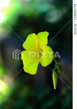 黄色いオオキバナカタバミの花 黄色いオオキバナカタバミの花 139060749