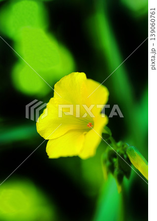 黄色いオオキバナカタバミの花 139060761