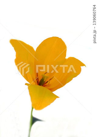 黄色いチューリップの花 139060764