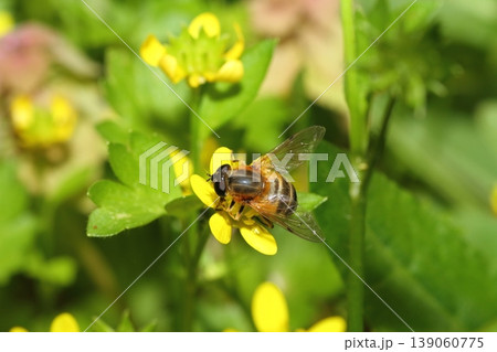 春、キツネノボタンの花にとまるハナアブの仲間 139060775