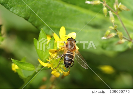 春、キツネノボタンの花にとまるハナアブの仲間 春、キツネノボタンの花にとまるハナアブの仲間 139060776