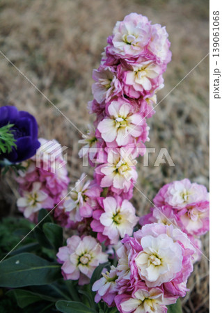 小さな花壇に植えられた綺麗な花 小さな花壇に植えられた綺麗な花 139061068