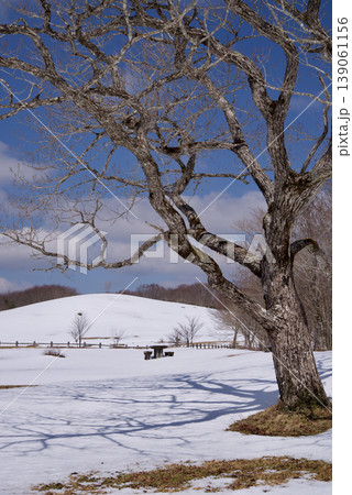吾妻山　残雪　雪解けの頃　雪の積もった草原と巨樹　小坊主 139061156