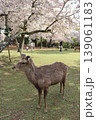 奈良公園　若草山　奈良市　近鉄奈良駅　近鉄特急　JR奈良駅　鹿　鹿せんべい　桜　放飼い 139061183