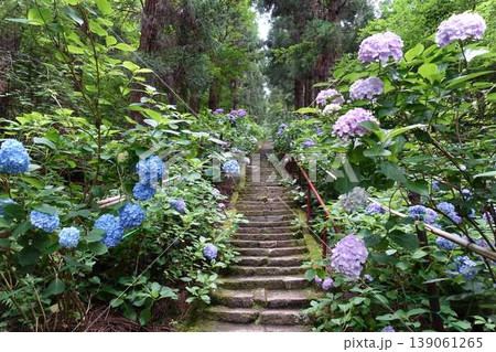 満開のアジサイ 紫陽花 あじさい 出塩文殊堂 山形市 満開のアジサイ 紫陽花 あじさい 出塩文殊堂 山形市 139061265