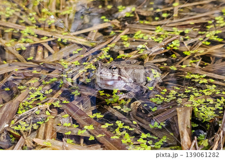 Funny brown frog sits still in shallow water. Funny brown frog sits still in shallow water. 139061282