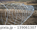 Barbed wire barrier in field defensive military line 139061307
