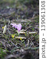Spring flower growing among bullet shells in field 139061308