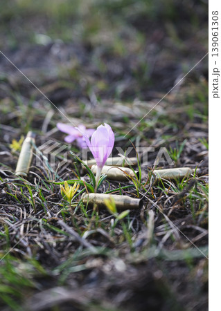 Spring flower growing among bullet shells in fieldの写真素材 [139061308] - PIXTA