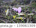 Spring flower growing among bullet shells in field 139061309