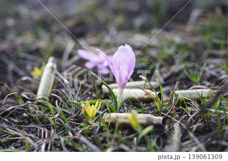 Spring flower growing among bullet shells in field Spring flower growing among bullet shells in field 139061309