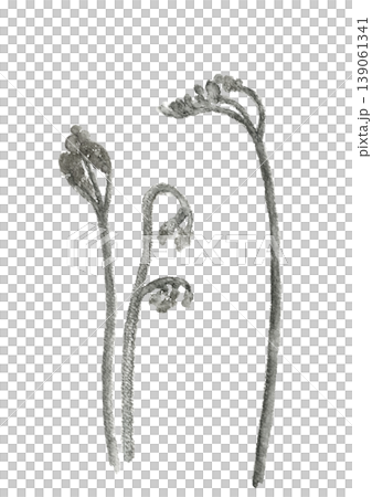 An illustration of bracken ferns, heralding the arrival of spring, drawn in ink. [Hand-drawn] White background, transparent background, with copy space. 139061341
