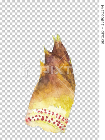 Watercolor illustration of bamboo shoots [Hand-drawn] White background with copy space and transparent background 139061344