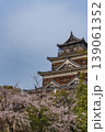 桜と広島城天守閣 139061352