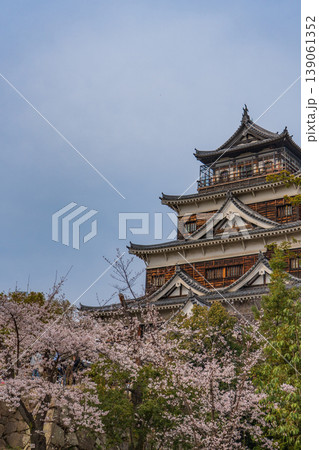 桜と広島城天守閣 139061352