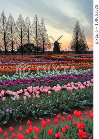 風車とチューリップ畑・あけぼの山農業公園の夜明け 風車とチューリップ畑・あけぼの山農業公園の夜明け 139061628