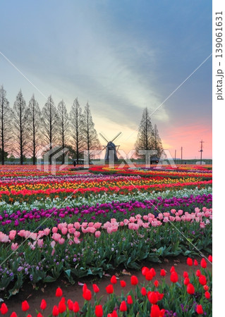 風車とチューリップ畑・あけぼの山農業公園の夜明け 風車とチューリップ畑・あけぼの山農業公園の夜明け 139061631