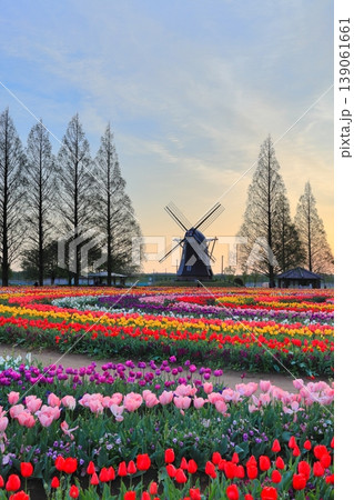 風車とチューリップ畑・あけぼの山農業公園の夜明け 風車とチューリップ畑・あけぼの山農業公園の夜明け 139061661